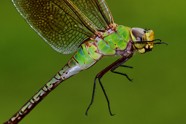 washington-state-insect-green-darner-dragonfly